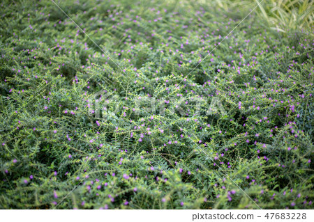 green leaf for background in spring season green leaf for background in spring season 47683228