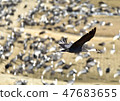 Wintering crane of Izumi City 47683655