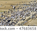 Wintering crane of Izumi City 47683658