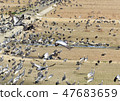 Wintering crane of Izumi City 47683659