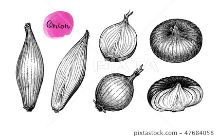 Ink sketch of onion. Ink sketch of onion. 47684058
