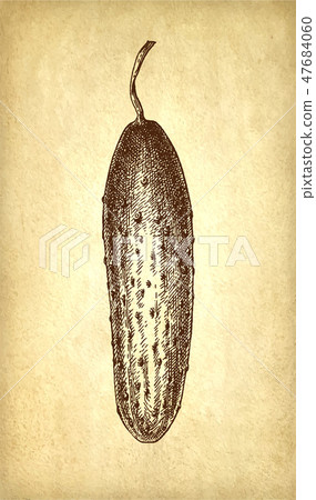 Ink sketch of cucumber. 47684060