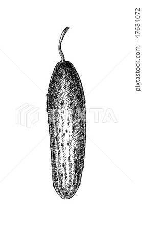 Ink sketch of cucumber. 47684072