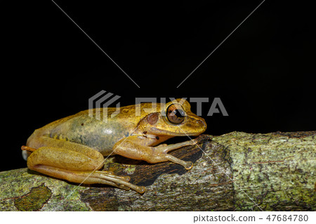 small frog Boophis Madagascar, wildlife 47684780