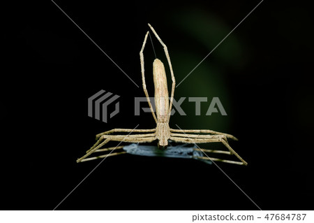 Ogre-Faced spider Madagascar wildlife Ogre-Faced spider Madagascar wildlife 47684787