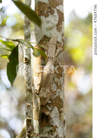 mossy leaf-tailed gecko, madagascar wildlife 47684796