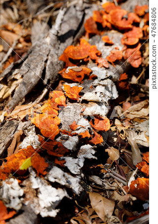 Mushroom on the trunk, Madagascar rainforest 47684806