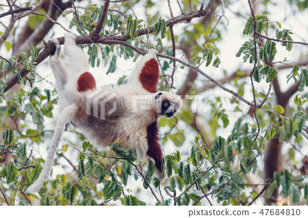 Lemur Coquerel's sifaka madagascar wildlife 47684810