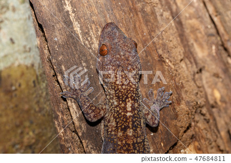 mossy leaf-tailed gecko, madagascar wildlife mossy leaf-tailed gecko, madagascar wildlife 47684811