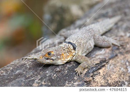 collared iguanid lizard, madagascar 47684815