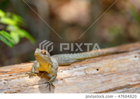 collared iguanid lizard, madagascar 47684820