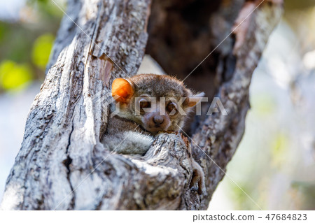 sportive lemur, Madagascar wildlife 47684823