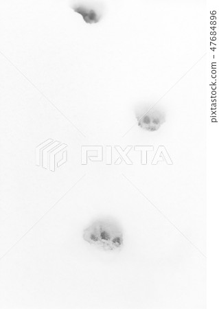 Cat tracks in the snow Cat tracks in the snow 47684896
