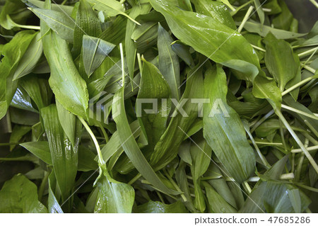 Wild garlic Wild garlic 47685286