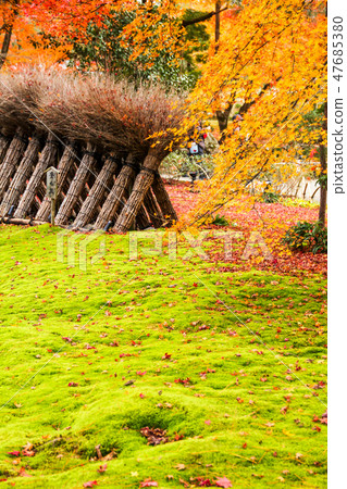 Tenryu-ji Tower Head · Baekjeon, autumn leaves falling on moss floor in Shishon's garden and Toyomaru fence 47685380