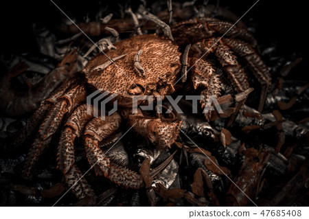 Big hairy boiled crab sits on a heap of fish 47685408