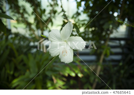 White hibiscus rosa sinensis 47685641