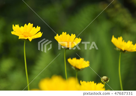 Flower of Okin Keiki 47687331