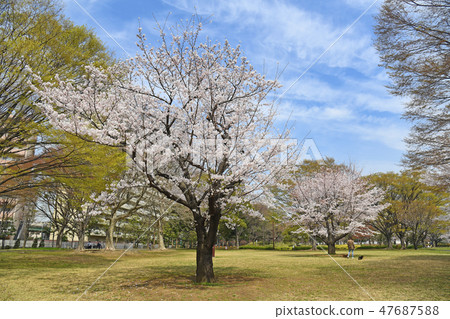 龜戶中央公園櫻花 龜戶中央公園櫻花 47687588
