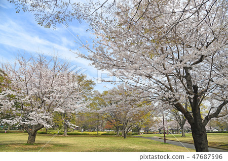 龜戶中央公園櫻花 47687596