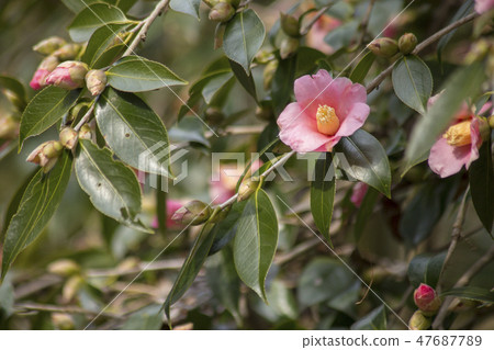 Camellia Yukanaka 47687789