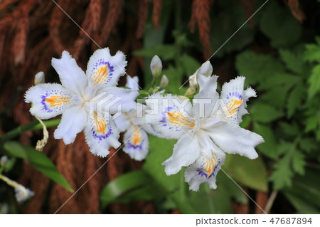 美麗的花朵綻放 47687894