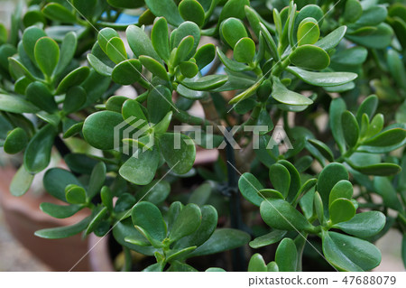 Succulent plant in clay pot. Succulent plant in clay pot. 47688079