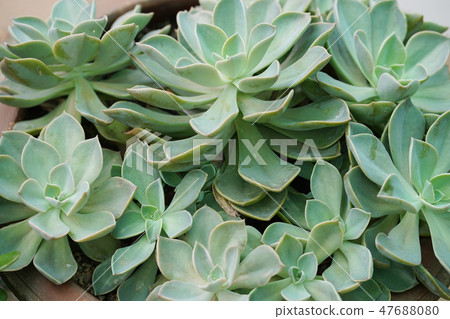 Succulent Echeveria plant, kalanchoe blossfeldiana Succulent Echeveria plant, kalanchoe blossfeldiana 47688080