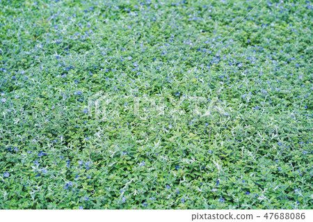 Barometer Bush, Purple Sage, Texas Ranger. 47688086