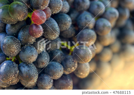 Closeup bunch of grapes and drops of water. 47688115