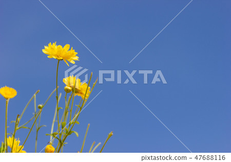 Yellow chrysanthemum in the blue sky. Yellow chrysanthemum in the blue sky. 47688116