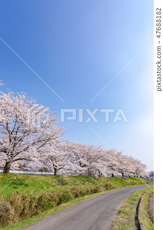 Cherry blossom viewing of Harun Menuma paddy field Sakura corridor in Japan 47688182