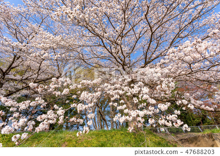 Cherry blossom viewing of Harun Menuma paddy field Sakura corridor in Japan Cherry blossom viewing of Harun Menuma paddy field Sakura corridor in Japan 47688203