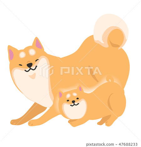 Shiba Inu Dog Parents pose facial landscape Shiba Inu Dog Parents pose facial landscape 47688233