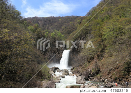 Water-rich seedling name Falls 47688246