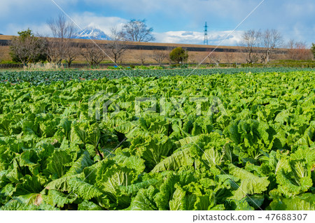 Chinese cabbage fields Chinese cabbage fields 47688307