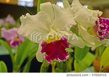 Colorful white and red purple run flower 47688416