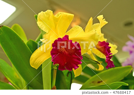 A colorful yellow flower of flowers 47688417