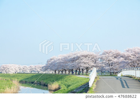 Harun Menuma稻田佐倉走廊櫻花觀察在日本 47688622