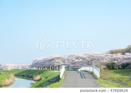 Harun Menuma稻田佐倉走廊櫻花觀察在日本 47688626