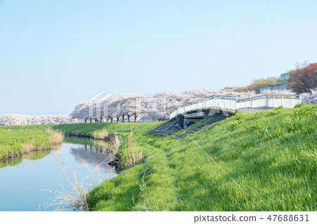 Harun Menuma稻田佐倉走廊櫻花觀察在日本 47688631