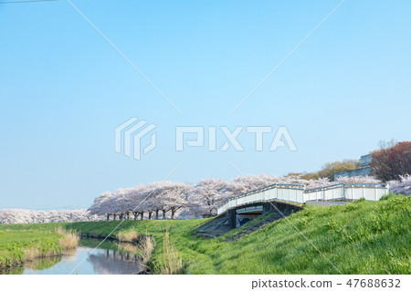 Harun Menuma稻田佐倉走廊櫻花觀察在日本 47688632