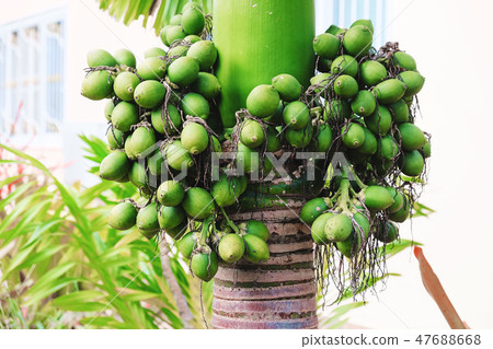 Betel nut tree. Betel nut tree. 47688668