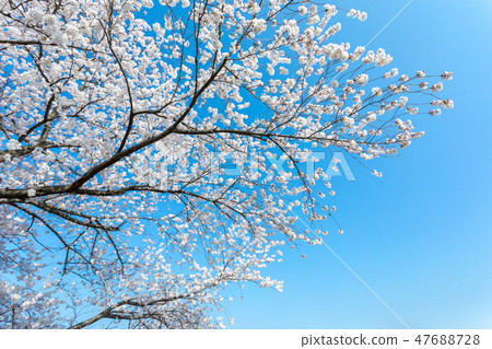 Cherry blossoms of Harun Menuma rice fields 47688728