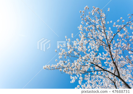 Cherry blossoms of Harun Menuma rice fields Cherry blossoms of Harun Menuma rice fields 47688731