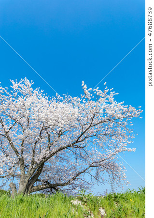 Cherry blossoms of Harun Menuma rice fields 47688739