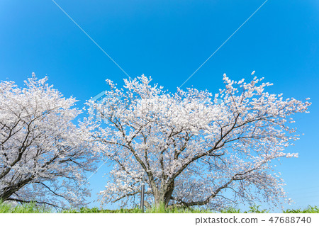 Harun Menuma米領域櫻花 47688740