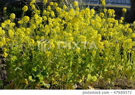 Rape blossoms 47689372