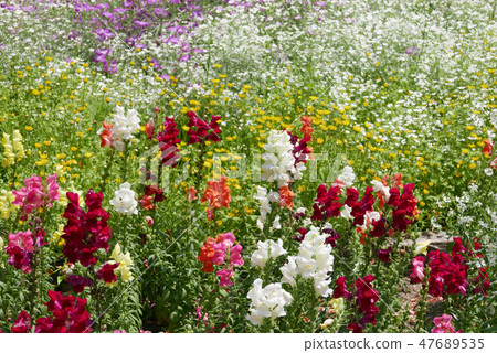 Goldfish Grass Flower Field Goldfish Grass Flower Field 47689535