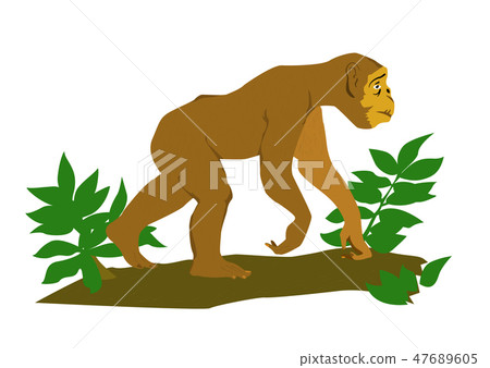 monkey in green tree monkey in green tree 47689605
